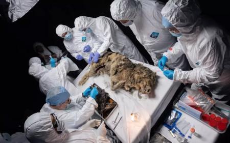 Знайдено 44000–річного вовка, що чудово зберігся: в його шлунку можуть бути доісторичні віруси