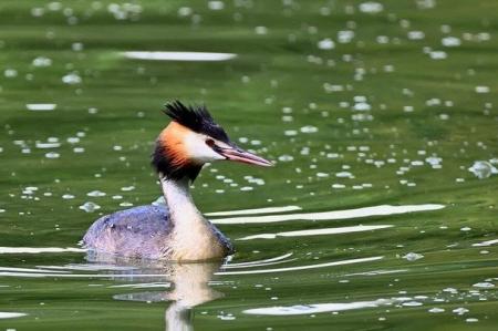 Велика пірникоза в Україні – як виглядає унікальний птах і чим дивує біологів 