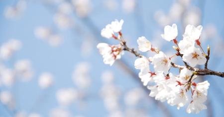 Казковий березень, похмурий квітень і мінливий травень: чого чекати від погоди цієї весни