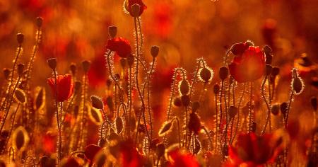 609bcaab46a6ef47da6a761722275e7f_09.06.25