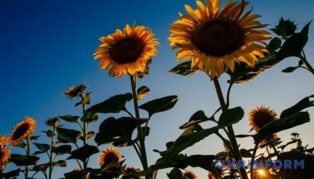 17 липня в Україні короткочасні дощі з грозами, спека послабне у західних і північних областях