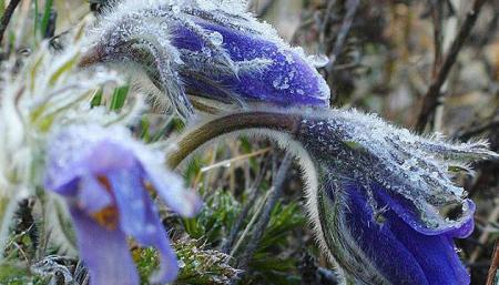 В Україні у четвер до +20°, вночі подекуди заморозки