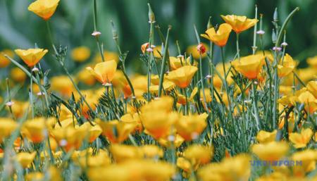 На вихідних в Україні очікується до +34°, грози та подекуди різке падіння температури