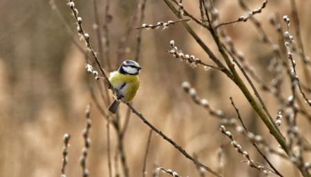 5 березня в Україні від 0 до +17°, сильний вітер і хмарно