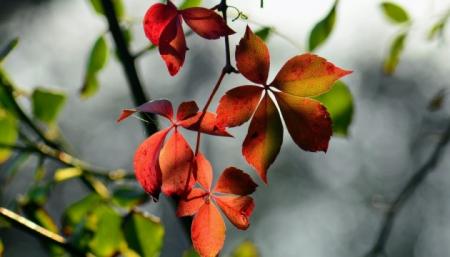 Найближчими днями в Україні буде до +29° і сонячно