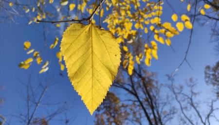 В Україні 17 жовтня переважно без опадів, вдень до +12°, уночі можливі заморозки