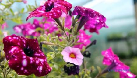 630_360_1719237013-278_05.09.25