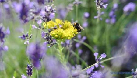 630_360_1719740187-341_02.08.25