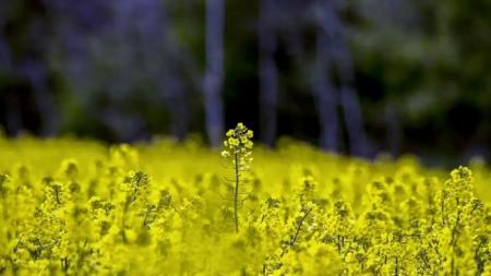 Сезон сої та ріпаку повністю зірвано: аграрії вимагають зупинити дію закону до розробки правил експорту у листопаді