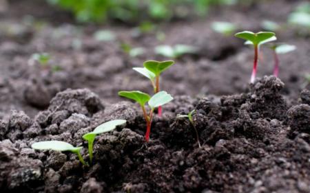 Місячний посівний календар на березень 2024: коли садити городину для кращого врожаю