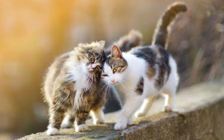 Чим можна заразитися від котів: симптоми захворювань та як уберегтися