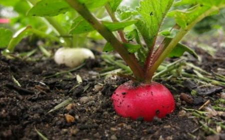 Коли сіяти редиску у відкритий ґрунт, коли садити за місячним календарем 2025 року