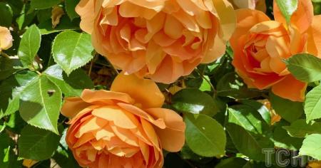 Гороскоп на 18–19 липня для всіх знаків зодіаку: дні, коли потрібно завершити всі справи та проєкти