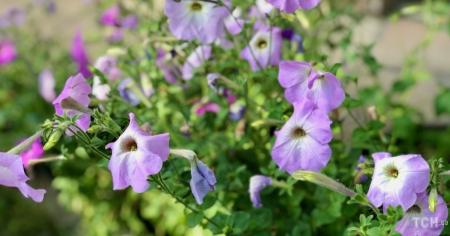 7c1b2ea212f6b669c91bf455959c1e05_30.08.25