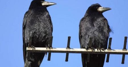 Чому птахи України більше не летять у вирій: орнітолог дав відповідь