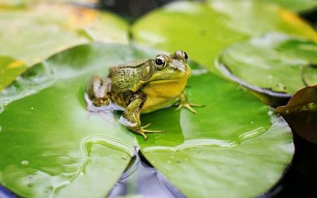 Вчені відкрили новий вид жаб, які не вміють квакати
