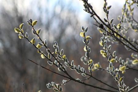 В Україну увірветься потепління — народний синоптик Діденко розповіла, якою буде погода 17 березня