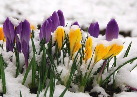 Лютневі сюрпризи замість весни: якою буде погода в Україні 1 березня