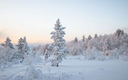 Нічний мороз посилиться: прогноз погоди в Україні на 4 грудня