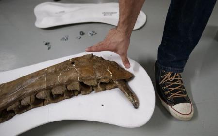Вчені виявили скамʼянілість проторозавра, що схожі на фентезійних драконів