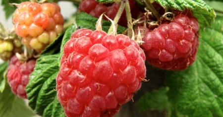 Яку малину в жодному разі не можна купувати