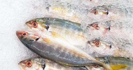 Риба №1 для вашого здоров’я: дешевша за скумбрію, корисніша за лосось — обов’язково додайте до раціону