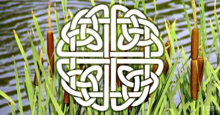 Кельтський гороскоп дерев на 9 серпня 2025 року: Овнам — внутрішній вогонь, Рибам — творчий потік