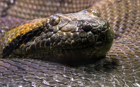 У джунглях Індії знайшли скам'янілості гігантської змії, яка жила 47 мільйонів років тому