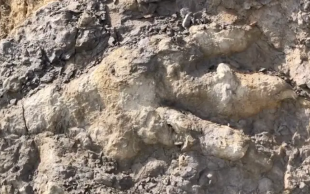 У Великій Британії на пляжі жінка знайшла рекордний слід динозавра, якому понад 160 мільйонів років