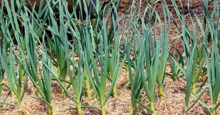 9f760504e62b7fd7a361c5acf179cb19_09.06.25