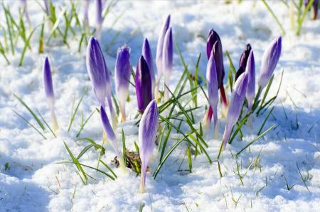 Коли в Україну прийде справжня весна: синоптик назвав дати