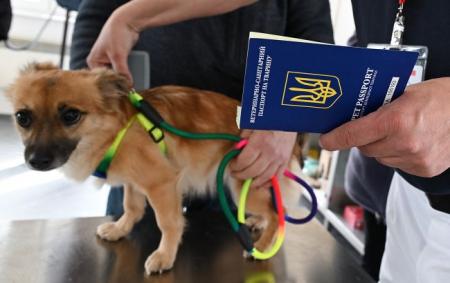 Польща скасовує спрощене ввезення тварин з України: нові правила