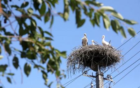 У цьому селі під Києвом зафіксовано найбільше лелек: чому птахи обрали Підгірці