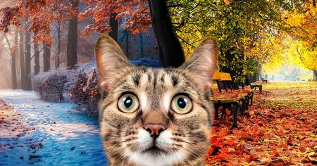 Чи повернеться до України тепло: синоптикиня шокувала прогнозом погоди