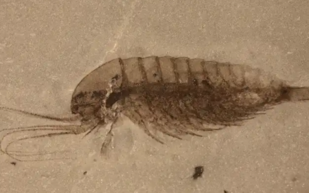 У Китаї виявили новий вид креветки віком 518 мільйонів років