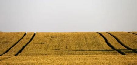 agriculture-42616391280_29.05.25_1