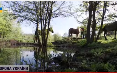 Їх вважали вимерлими: в Україні відновлюють популяцію унікальних тварин, які були за часів Київської Русі