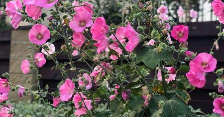 b5cf8c057cd07df2e46452b575e369da_03.08.25