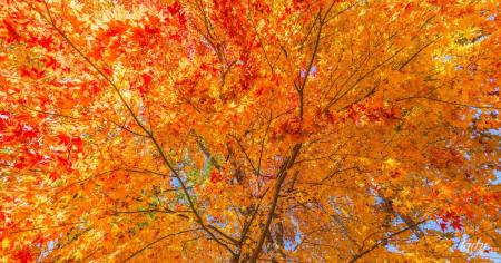 Гороскоп на 1 жовтня для всіх знаків зодіаку: день, коли потрібно займатися тим, що приносить задоволення