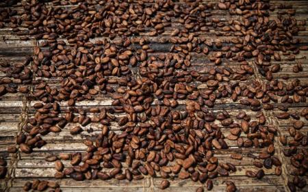 Найбільше падіння за 65 років: ціни на какао різко обвалились