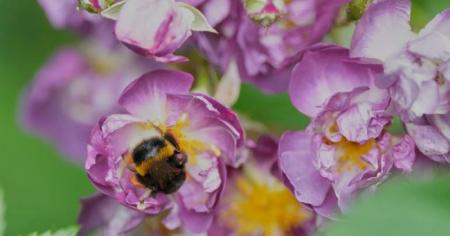 bbaed40f0ba6d2176a30b9c6e25f50a7_19.06.25_1