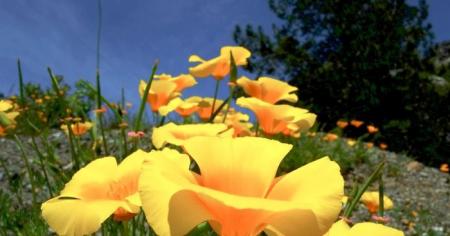 Вихідні з контрастами: синоптик спрогнозував, якою буде погода в Україні