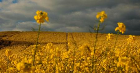 Температурний контраст: де у понеділок, 26 травня буде тепла погода