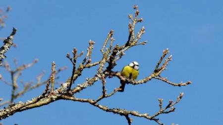 bird-638112_1280-768x432_02.03.25_1