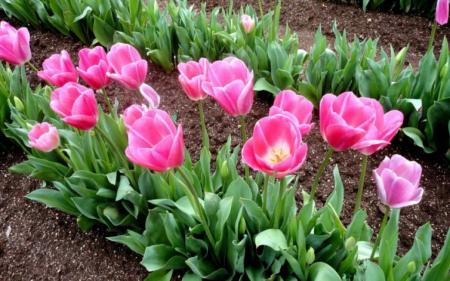Що робити з тюльпанами після цвітіння