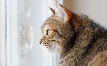 Як довго можна залишати кота одного вдома: думка експертів
