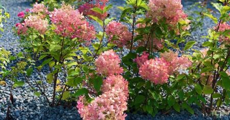 c86aa6d63ca01e090134082a01e77f90_06.09.25