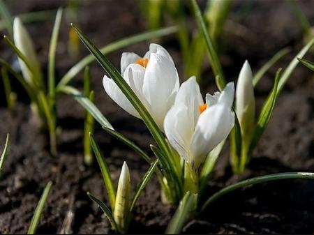 8 березня Україну накриє по-справжньому весняне тепло, але будуть дощі