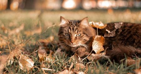 Бабине літо у жовтні: синоптик назвав дати, коли відчутно потеплішає