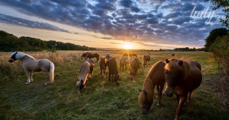 f20d59643440078862c478ff44d6e917_01.09.25